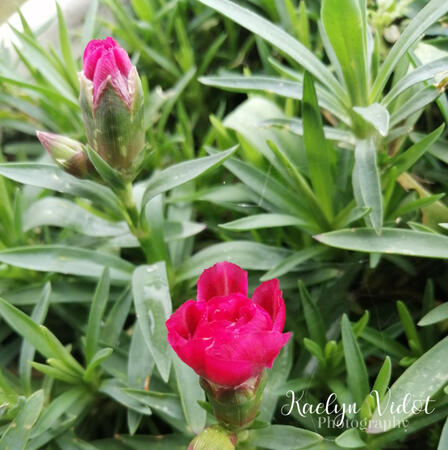 Pink flowers