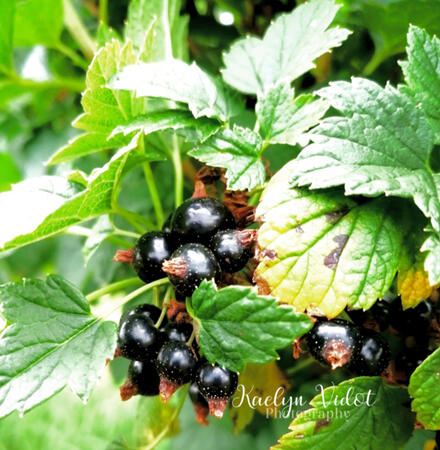 Blackcurrants