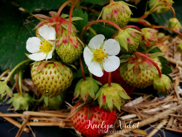 Growing strawberries