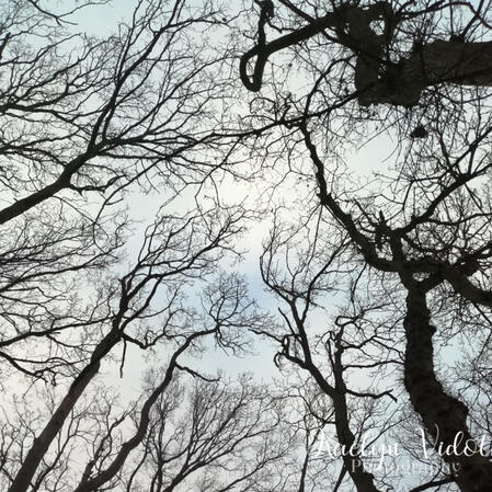 Trees