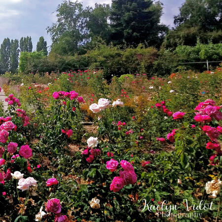 Field of Roses