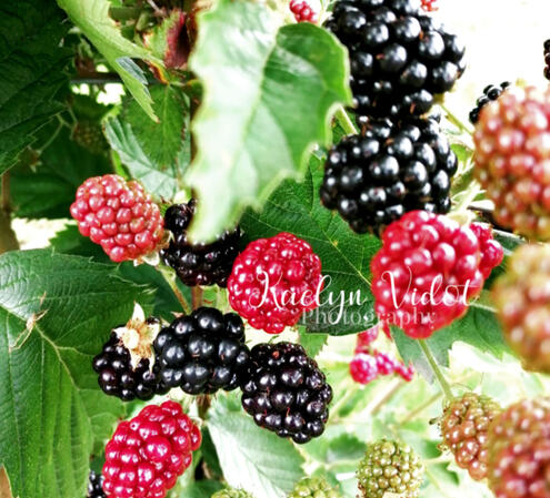 More berries!