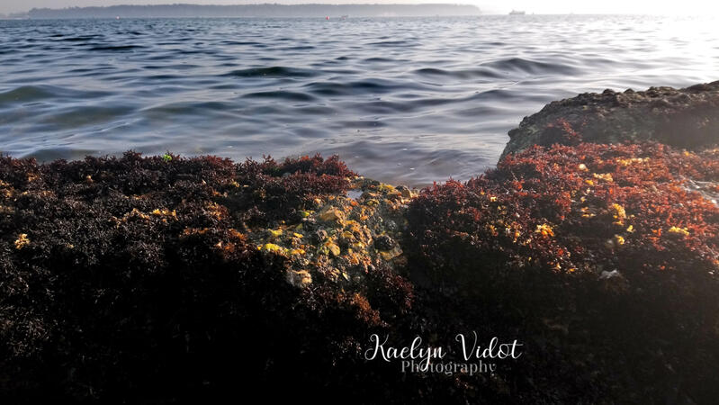 Rocks by the Sea