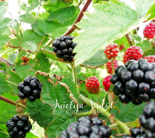 Blackberries and Raspberries